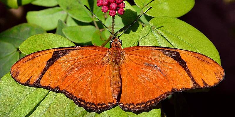 Usa Wall Art featuring the photograph Orange Julia - Julia Longwing Butterfly by KJ Swan