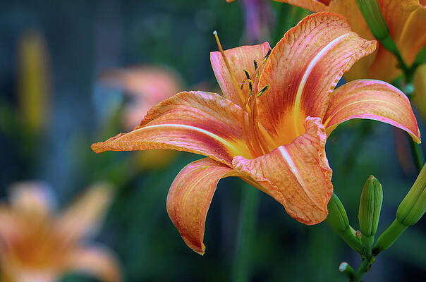 Natural Photograph - Orange Lily Detailed Petals by Jason Fink
