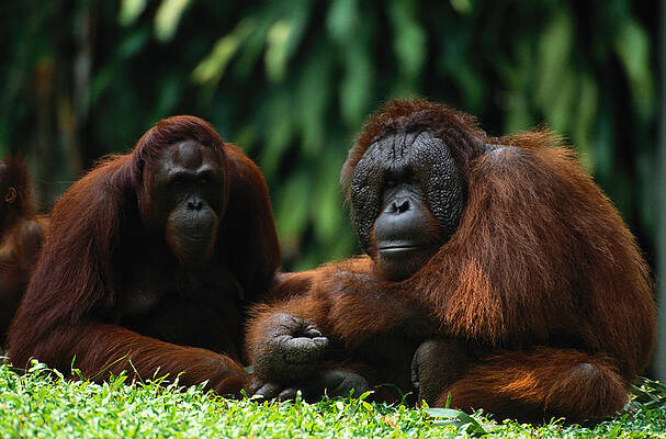 Wall Art featuring the photograph Orangutans Pongo Pygmaeus by Art Wolfe
