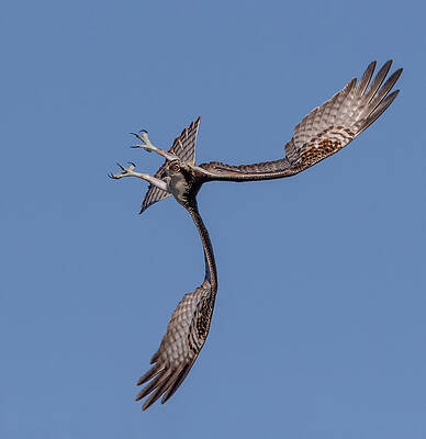 Sky Photograph - Osprey Flip by Beth Sargent
