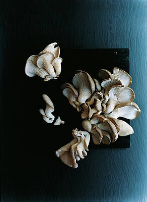 Sea Life Wall Art featuring the photograph Oyster Mushrooms by Romulo Yanes