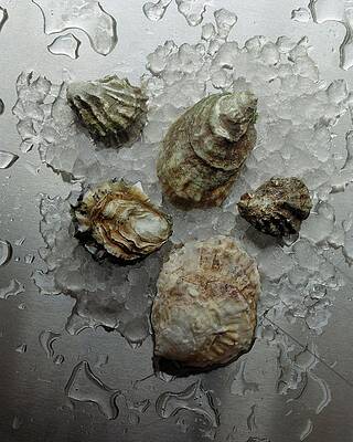 Sea Life Wall Art featuring the photograph Oyster Shells On Ice by Romulo Yanes