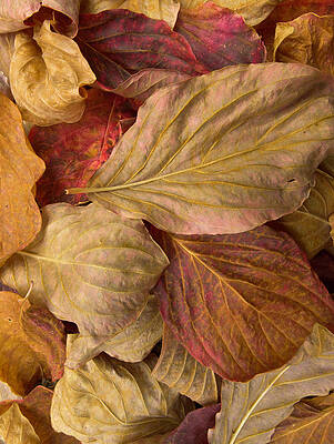 Wall Art featuring the photograph Pacific Dogwood Leaves,  Yosemite Np by Eastcott Momatiuk