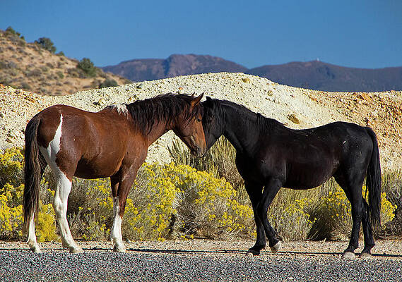 Wildlife Wall Art featuring the photograph Paint And A Black Stallion Standoff by Waterdancer