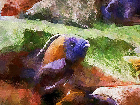 Wildlife Digital Art - Painted Red Fin Borleyi Cichlid Rising by Don Northup