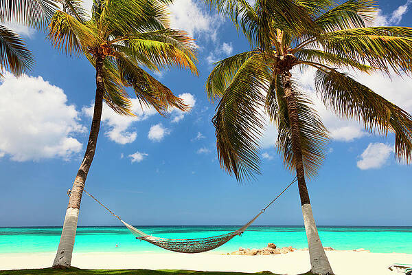 Caribbean Wall Art featuring the digital art Palm Tress And Hammock At Beach by Claudia Uripos