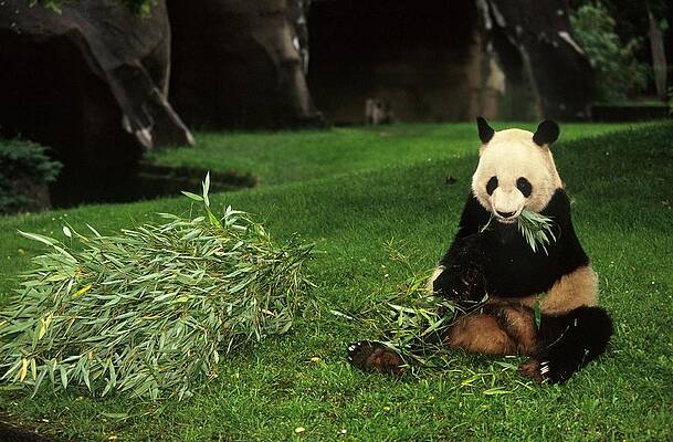 Wall Art featuring the photograph Panda Yen Yen Celebrates His 25th by Xavier Rossi