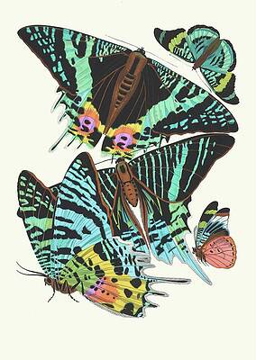 Insects Painting - Papillons, Pl. 7 by Emile-allain Seguy