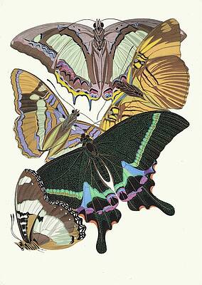 Insects Painting - Papillons, Pl. 8 by Emile-allain Seguy