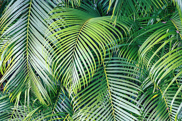 Paradise Wall Art featuring the digital art Paradise Palms by Laura Diez