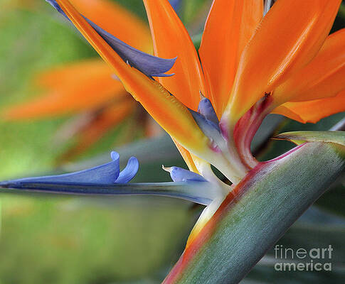 Flower Photograph - Paradise by Randall Dill