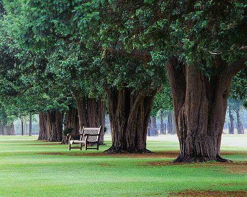 British Wall Art featuring the digital art Park Bench And Trees by Massimo Ripani
