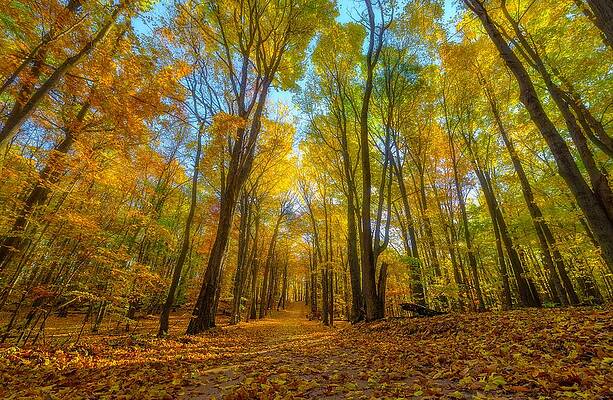Michigan Wall Art featuring the photograph Path Through An Autumn Rainbow by Owen Weber