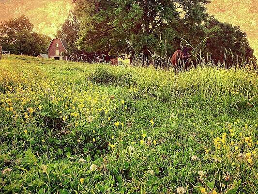 Wall Art featuring the photograph Peaceful Pastoral Perspective by Carol Whaley Addassi