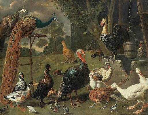 Chicken Painting - Peacock And Peahen On A Perch, Turkeys, A Pheasant by Adriaen Van Utrecht