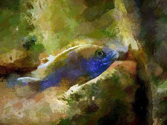 Wildlife Digital Art - Peacock Cichlid Painted by Don Northup