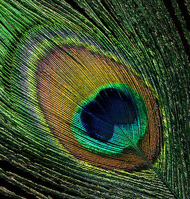 Close-Up of a Vibrant Peacock Feather Wall Art