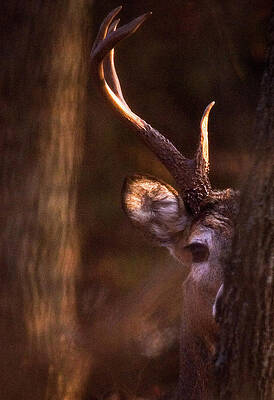 Wall Art featuring the photograph Peeking by Jeff Phillippi