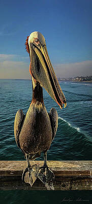 Wall Art featuring the photograph Pelican Close-Up by Jacalyn Ackerman