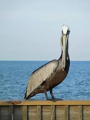 Wall Art featuring the photograph Pelican Portrait I by Karen Stansberry