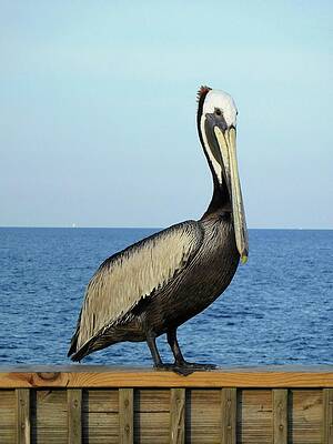 Wall Art featuring the photograph Pelican Portrait II by Karen Stansberry
