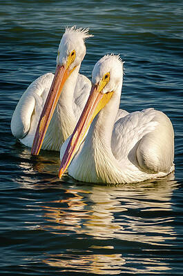 Wall Art featuring the photograph Pelicans by Lloyd Gillies