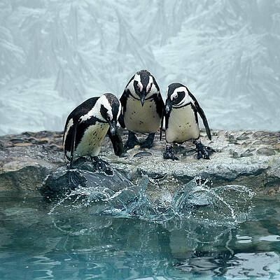 Penguins Wall Art - Photos.com