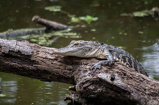 Landscape Photograph - Perched Gator by Joe Leone