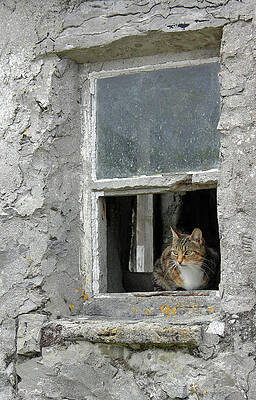 Ireland Photograph - Perched by Randall Dill