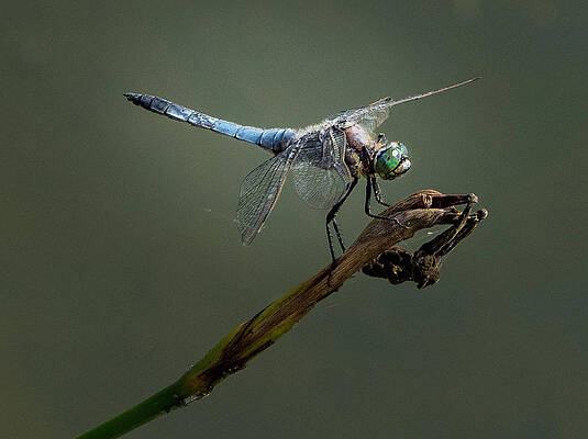 Wild Wall Art featuring the photograph Perching Dragon by Jean Noren