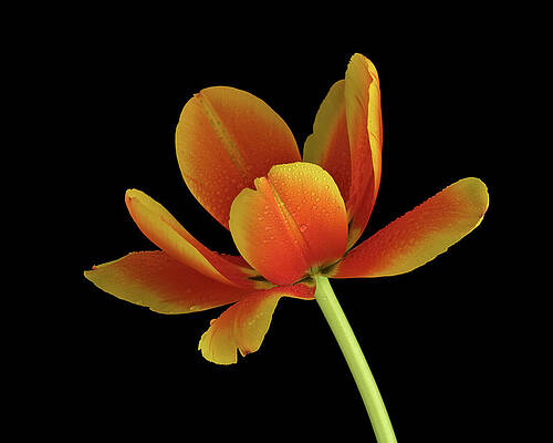 Wall Art featuring the photograph Picturing Spring by Juj Winn