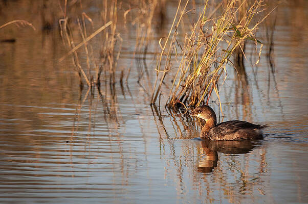 Missouri Wall Art featuring the photograph Pied Billed Grebe by Jeff Phillippi