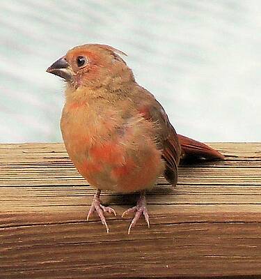 Wall Art featuring the photograph Pigeon-Toed by Karen Stansberry