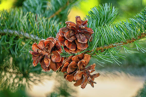 U S Wall Art featuring the digital art Pine Cone, Clark Botanic Garden, Ny by Laura Zeid