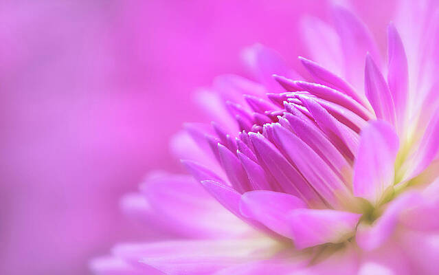 Petal Wall Art featuring the photograph Pink Dahlia Dreams by Mary Jo Allen