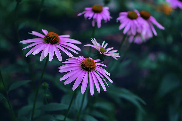 Natural Photograph - Pink Echinacea by Jason Fink