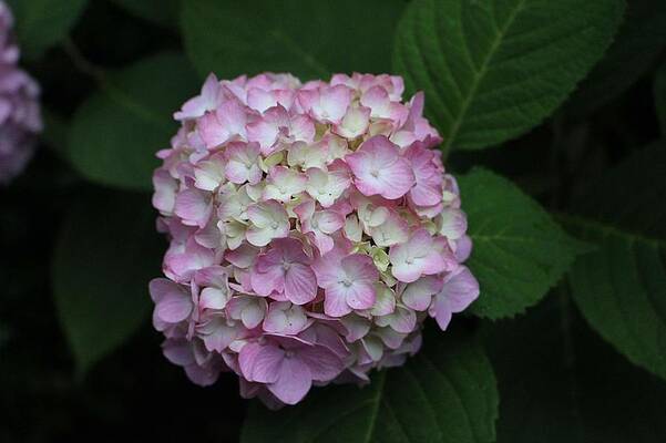 Spring Wall Art featuring the photograph Pink Hydrangea by Christopher Lotito