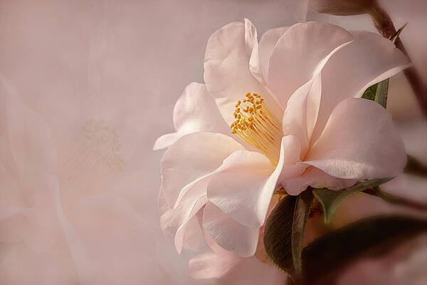 Wall Art featuring the photograph Pink Japanese Camellia by Mary Jo Allen