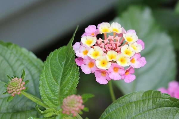 Spring Wall Art featuring the photograph Pink Lantana by Christopher Lotito