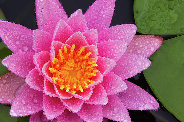 Wall Art featuring the photograph Pink Petals In The Rain by Jeff Sinon