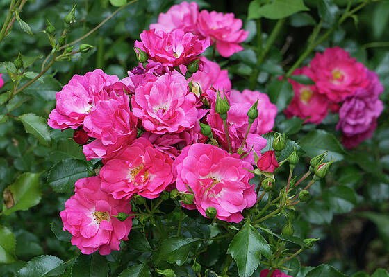 Wall Art featuring the photograph Pink Shrub Rose by Jason Fink