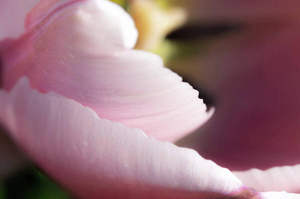 Organic Photograph - Pink Tulip Petals by Scott Lyons