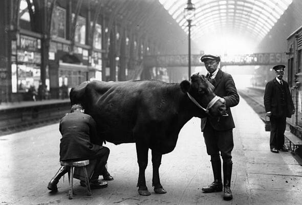 Cow Being Milked at Train Station Wall Art