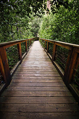 Nature Photograph - Platform To The Woods by American Landscapes