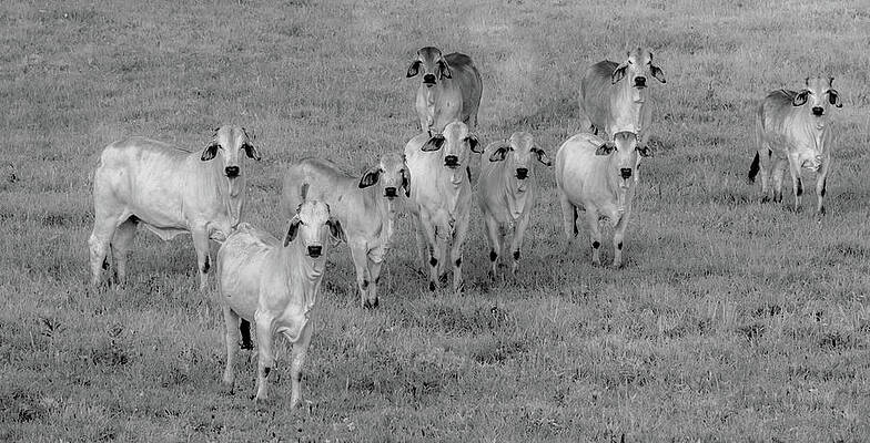 Country Photograph - Please Tell Me You Brought Breakfast, Infrared by Marcy Wielfaert