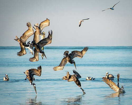 Wall Art featuring the photograph Plunge Dive by Jeff Phillippi