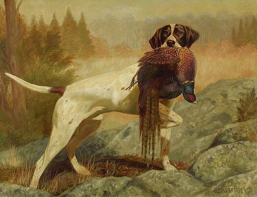 Dog Painting - Pointer With Pheasant by Alexander Pope, Jr.