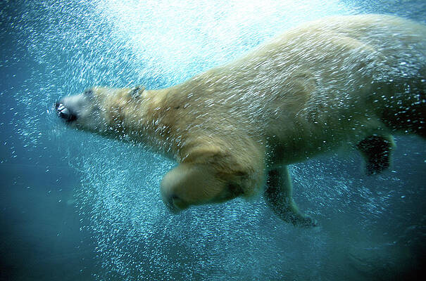 Polar Bear Swimming Underwater Wall Art