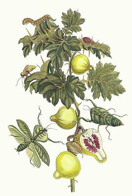 Insects Painting - Pomme De Sodome by Maria Sibylla Merian