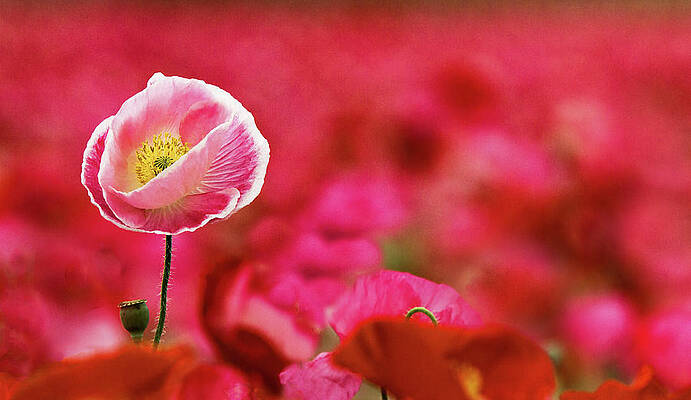 Dramatic Wall Art featuring the photograph Poppy Standing Tall by Jean Noren
